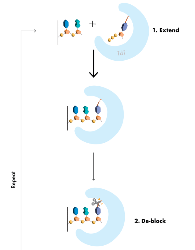 从头合成最长复杂寡核苷酸，1005碱基，用于AAV载体，相关公司已获7320万美元融资