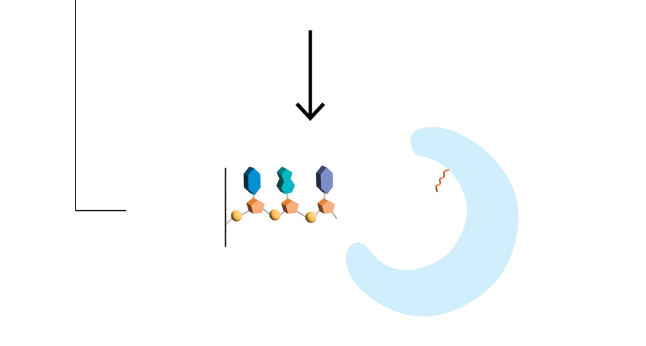 从头合成最长复杂寡核苷酸，1005碱基，用于AAV载体，相关公司已获7320万美元融资